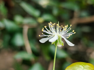 Close-up photo of small white flowers with prominent yellow stamens and delicate petals, surrounded...