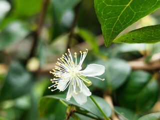 Close-up photo of small white flowers with prominent yellow stamens and delicate petals, surrounded...