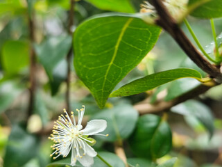 Close-up photo of small white flowers with prominent yellow stamens and delicate petals, surrounded...