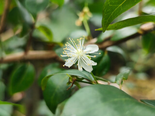 Obraz premium Close-up photo of small white flowers with prominent yellow stamens and delicate petals, surrounded by leaves on a blurry green background.
