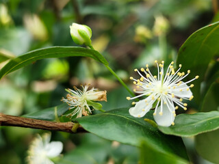 Close-up photo of small white flowers with prominent yellow stamens and delicate petals, surrounded...