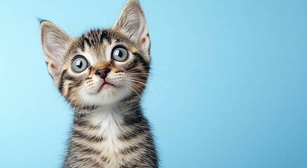 Obraz premium Curious little cat looking to the camera side isolated on blue background , isolated on white background, , copy space, copy space for text,