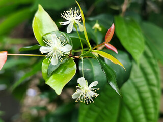 Close-up photo of small white flowers with prominent yellow stamens and delicate petals, surrounded...