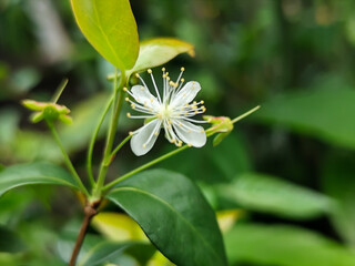 Close-up photo of small white flowers with prominent yellow stamens and delicate petals, surrounded...