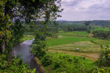 Beautiful morning view indonesia. Panorama Landscape paddy fields with beauty color and sky natural light