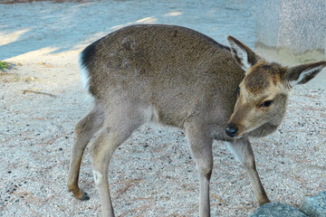 Gentle wild Sika deer stands on a gravel path and looks back curiously on Miyajima Island, Japan. Iconic and famously tame animals are a beloved attraction for tourists exploring the sacred island
