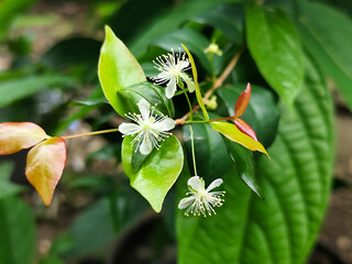 Close-up photo of small white flowers with prominent yellow stamens and delicate petals, surrounded...
