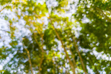 beautiful morning view from Indonesia of mountains and tropical forest