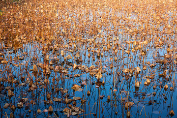 Autumn day pond withered remaining lotus scene

