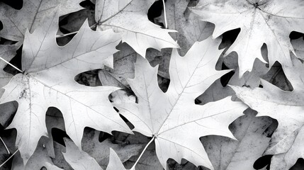 Black and White Maple Leaves Autumn Background Texture