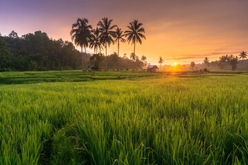beautiful morning view from Indonesia of mountains and tropical forest