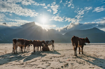 A herd of cows on a beach in Napp, Norway