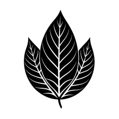 leaf vector illustration Silhouette with a transparent background