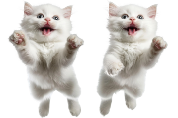 Two Joyful White Kittens Playfully Jumping with Excitement and Happiness Against a Bright Background for Animal Lovers and Cat Enthusiasts