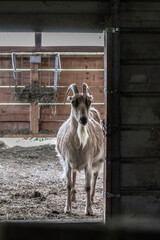 Goat under a doorway on a farm. Backlit image..