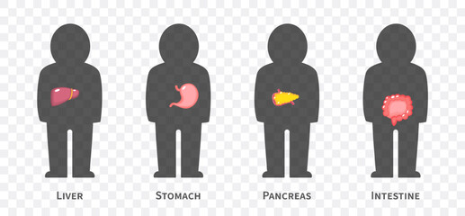 The human body systems cartoon illustration Set 2 of 3. Includes hepatobiliary , gastrointestinal or digestive system . Isolated transparent background . Vector .