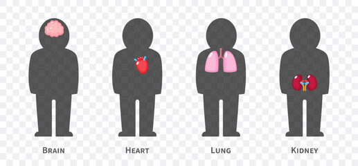 The human body systems cartoon illustration Set 1 of 3. Includes nervous, cardiovascular, respiratory and urinary system . Isolated transparent background . Vector .