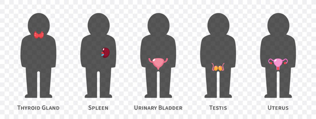 The human body systems cartoon illustration Set 3 of 3. Includes Thyroid gland , spleen, urinary bladder, reproductive system . Isolated transparent background . Vector .
