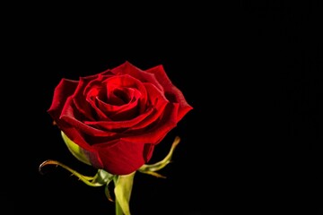 Close-up of red rose against black background
