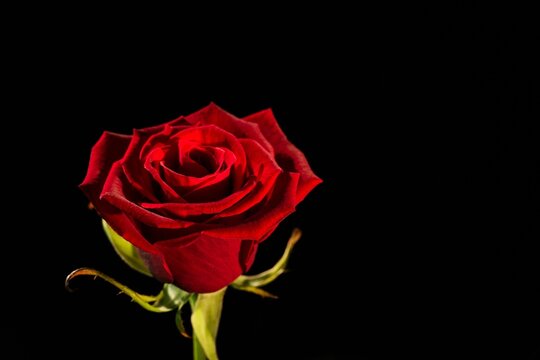 Fototapeta Close-up of red rose against black background