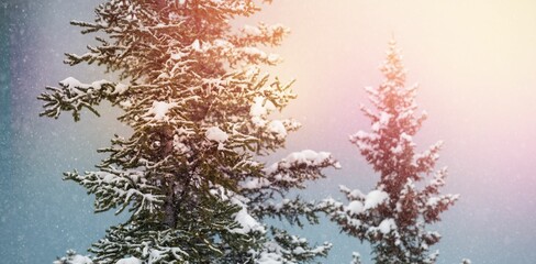 Snow covered trees during winter