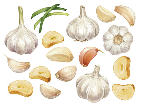 Vector watercolor garlic / 水彩テイストのにんにくイラスト
