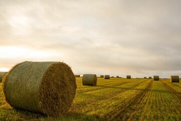 Rolled up hays on cultivated farm field