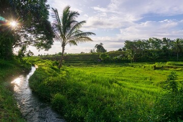 Obraz premium beautiful morning view from Indonesia of mountains and tropical forest