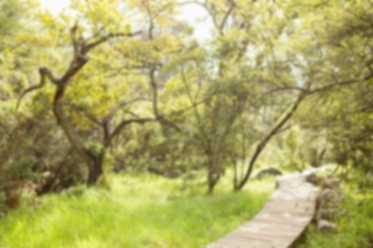Fototapeta Boardwalk amidst trees in forest