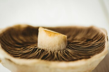 Halved mushroom cap is being shown in flat design, with radial gills on blurred background