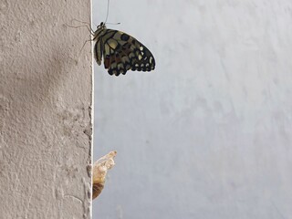 Young butterfly and dry cocoon on the wall. Metamorphosis process.