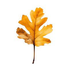 Fototapeta premium yellow maple leaf