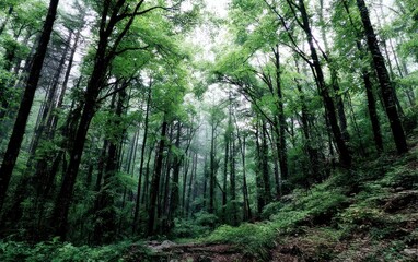 Obraz premium Lush forest canopy