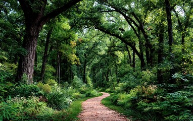 Fototapeta premium Lush forest path (1)