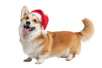 Happy pembroke welsh corgi dog wearing a red santa hat with a fluffy white pom pom isolated on transparent background