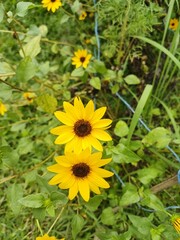 Two Bright Yellow Daisies in a Lush Green Garden Captured in a Close Up Shot
