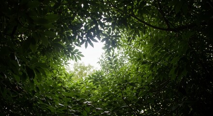 Fototapeta premium light through leaves with an unusual yet beautiful camera angle, natural lighting, clean background, no text, styled for poster or website use, trending aesthetic