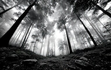 Misty forest floor looking up