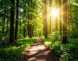 Sunny forest path