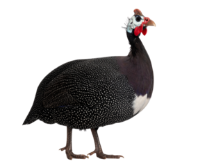 Domestic guineafowl Standing with Speckled Plumage, isolated on transparent background PNG