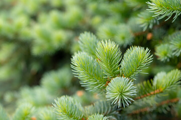 Blue spruce branches in the garden, texture of needles of a Christmas tree