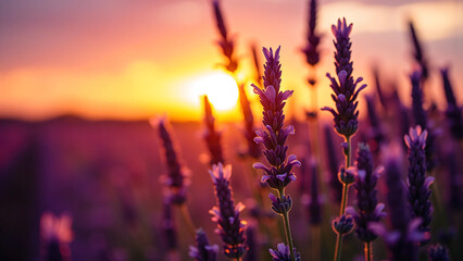 Obraz premium Lavender flowers glowing under golden hour light with soft background blur, deep purple tones, and cinematic shadows for wellness, fragrance, and floral brand campaigns.