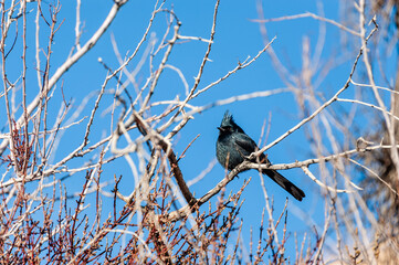 Telephoto of a male Phainopepla -Phainopepla nitens- sitting on a branch in Joshua Tree national...