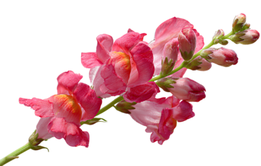 Snapdragon flower, transparent background PNG clipart cutout