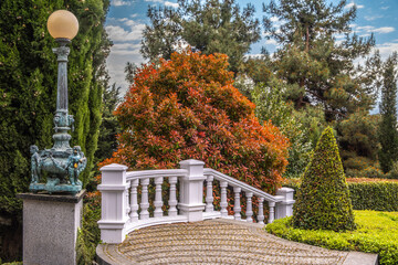 Obraz premium A large bush with autumn leaves in the park.