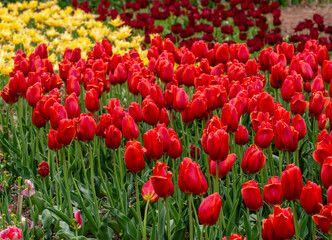 Tulips are red and yellow in summer in the park.