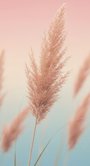 Obraz premium A close-up of a fluffy, beige, pampas grass head against a blurred background. Boho style backdrop for a delicate wedding invitation, banner, post or wallpaper.