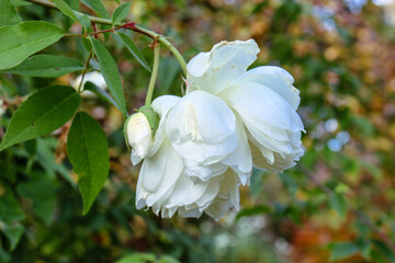 white rose blooms in garden