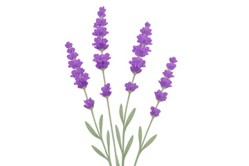 Naklejka premium Lavender flowers blooming on a transparent background, perfect for adding a touch of nature to any project