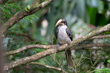 Close up portrait of beautiful hornbill bird